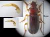 Ophonus melletii